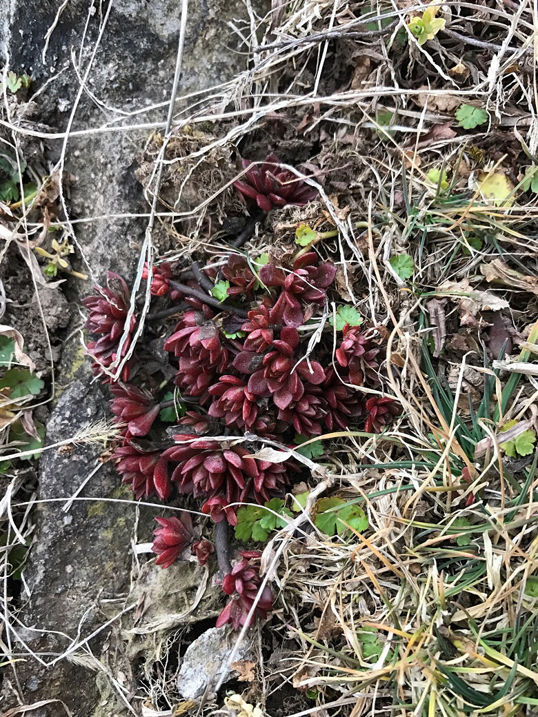 Ұ������