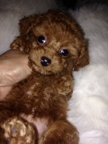 ���˰Ѻ������������Σ�ͬ��ͬĸ�ĺ��ӻ���