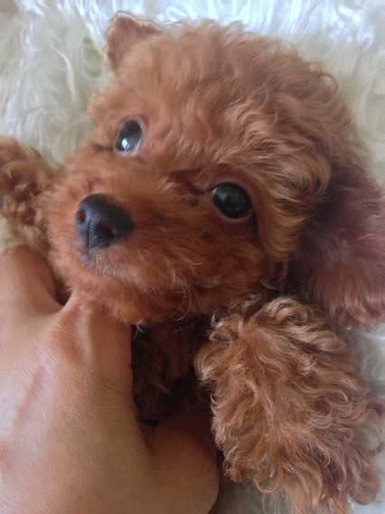 ���˰Ѻ������������Σ�ͬ��ͬĸ�ĺ��ӻ���