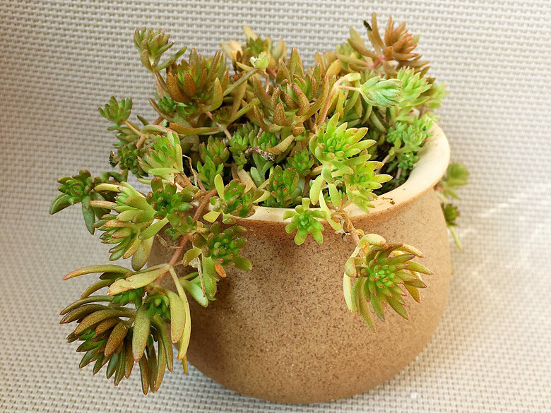 ɽ���ڵĶ���������