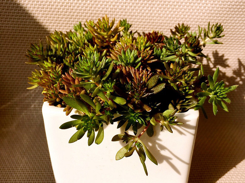 ɽ���ڵĶ���������