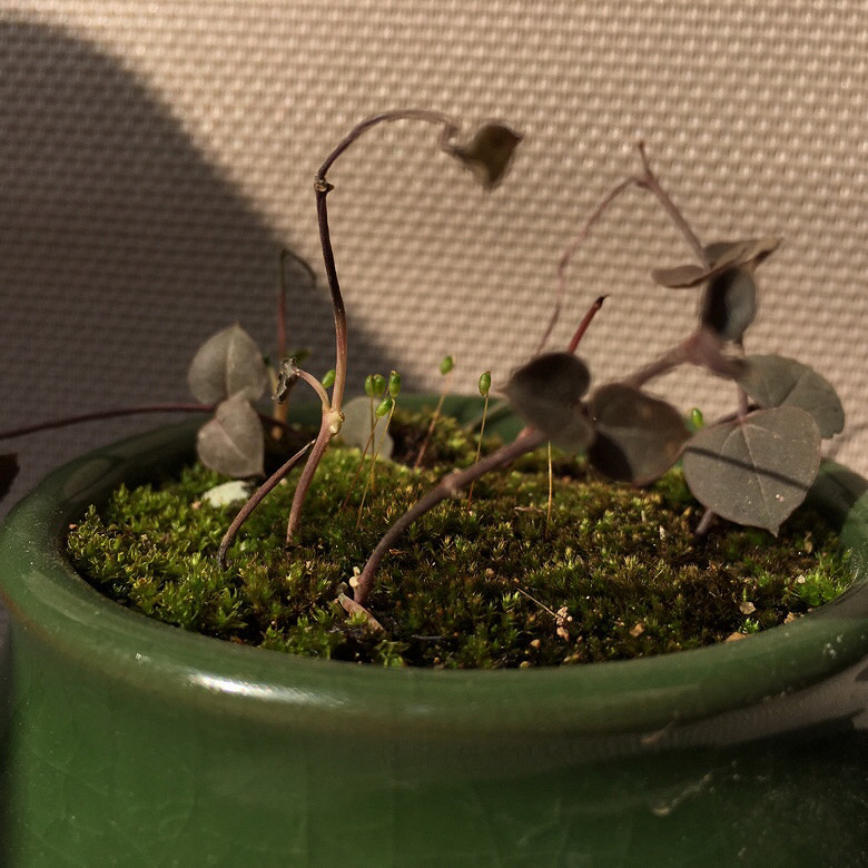 ɽ���ڵĶ���������