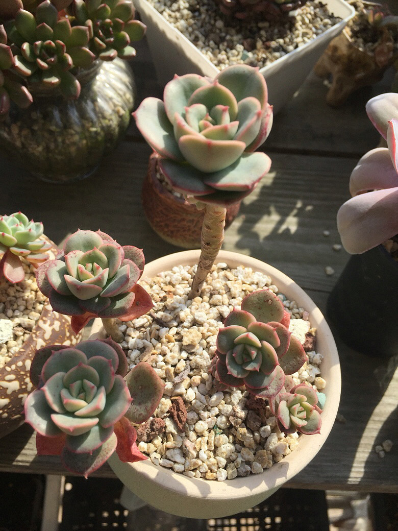 ����Ķ���������