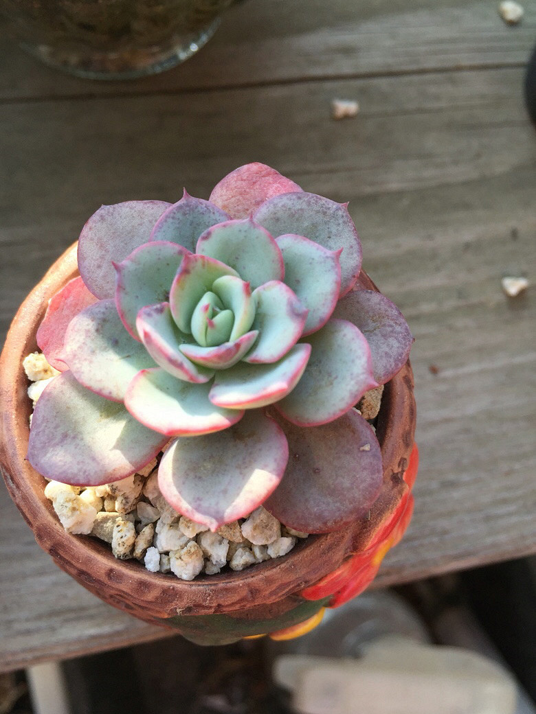 ����Ķ���������