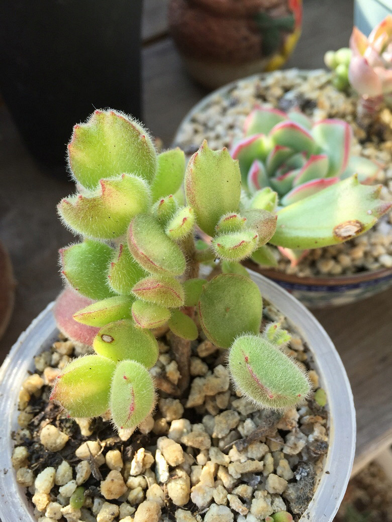 ����Ķ���������