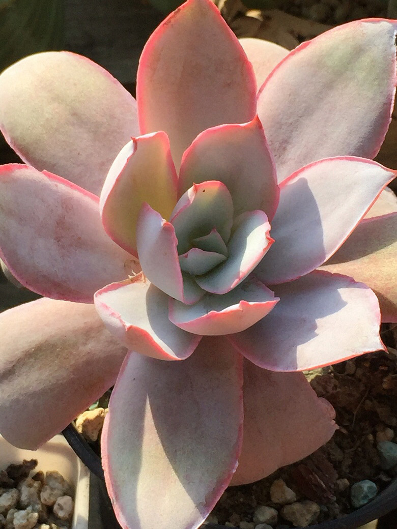 ����Ķ���������