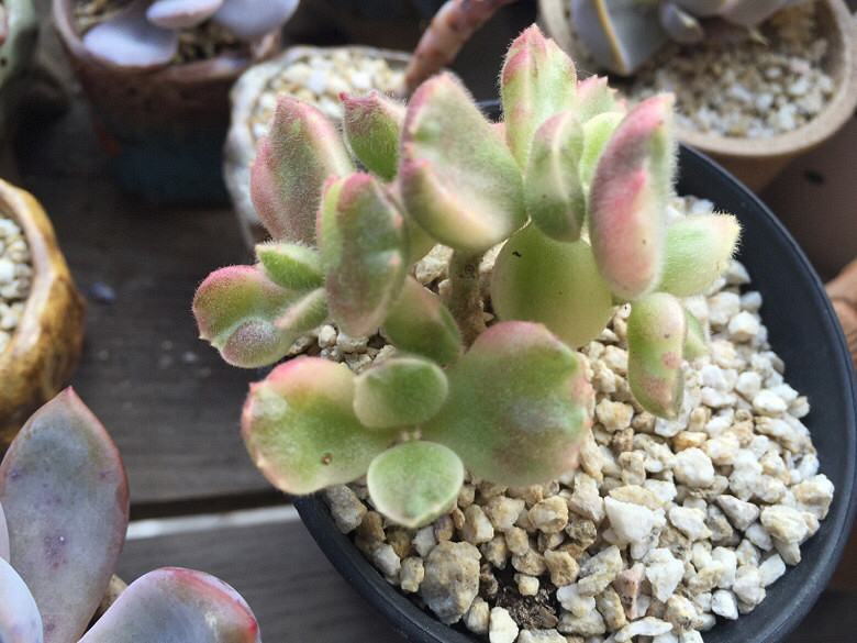 ����Ķ���������