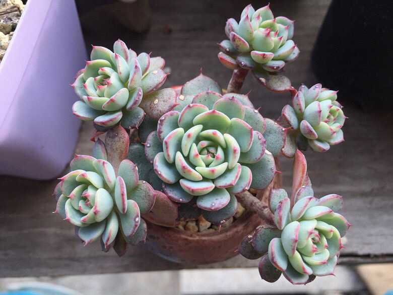 ����Ķ���������