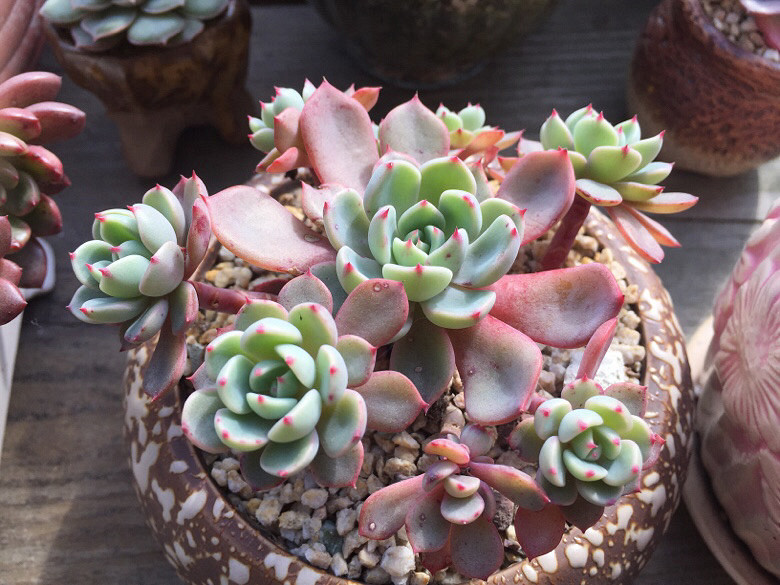 ����Ķ���������