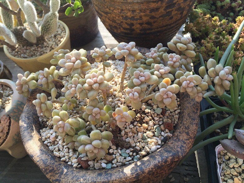 ����Ķ���������