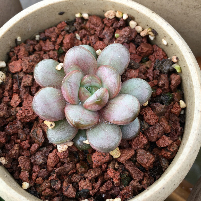 ��������Ļ����