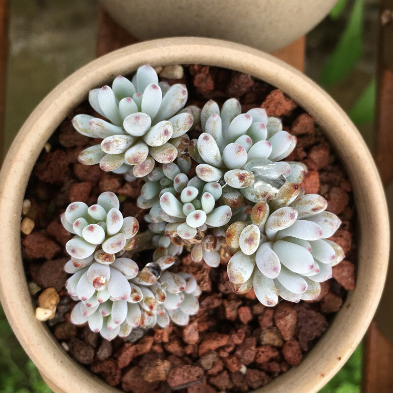 ��������Ļ����