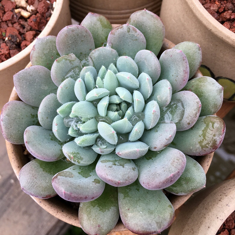 ��������Ļ����