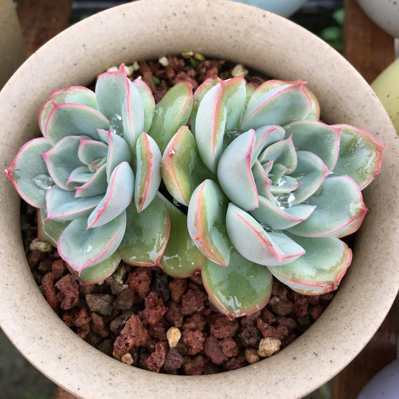 ��������Ļ����