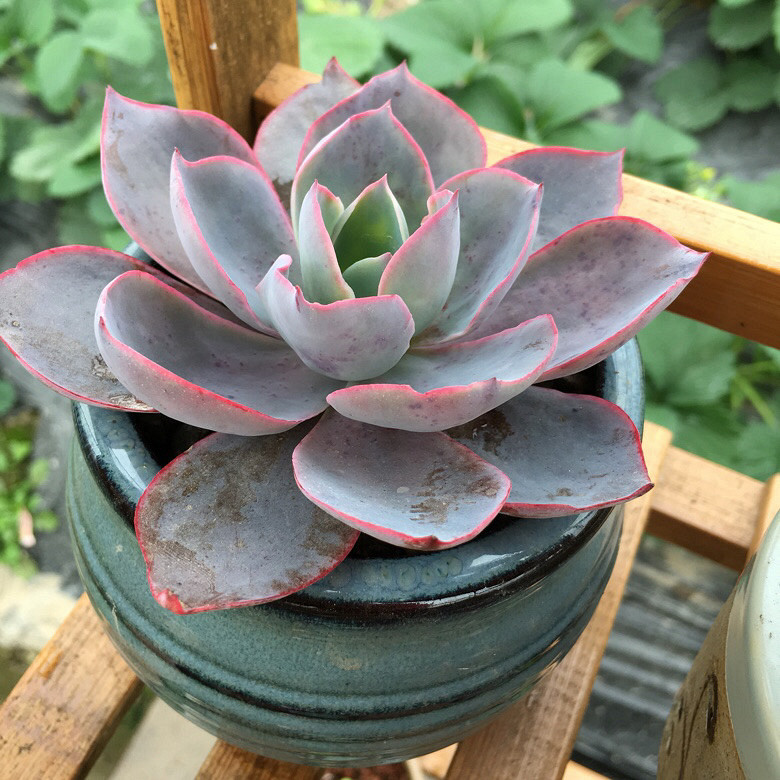 ��������Ļ����