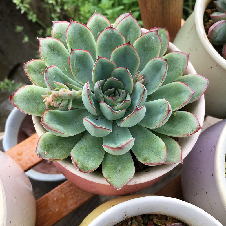 ��������Ļ����