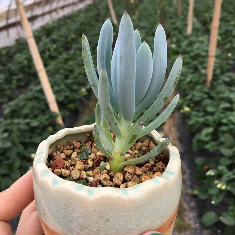 ��������Ļ����