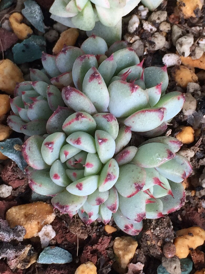 ����Ķ���������