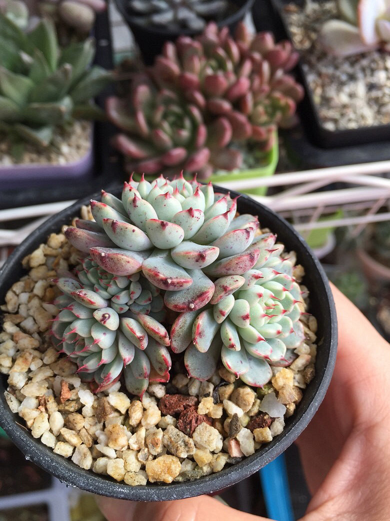 ����Ķ���������