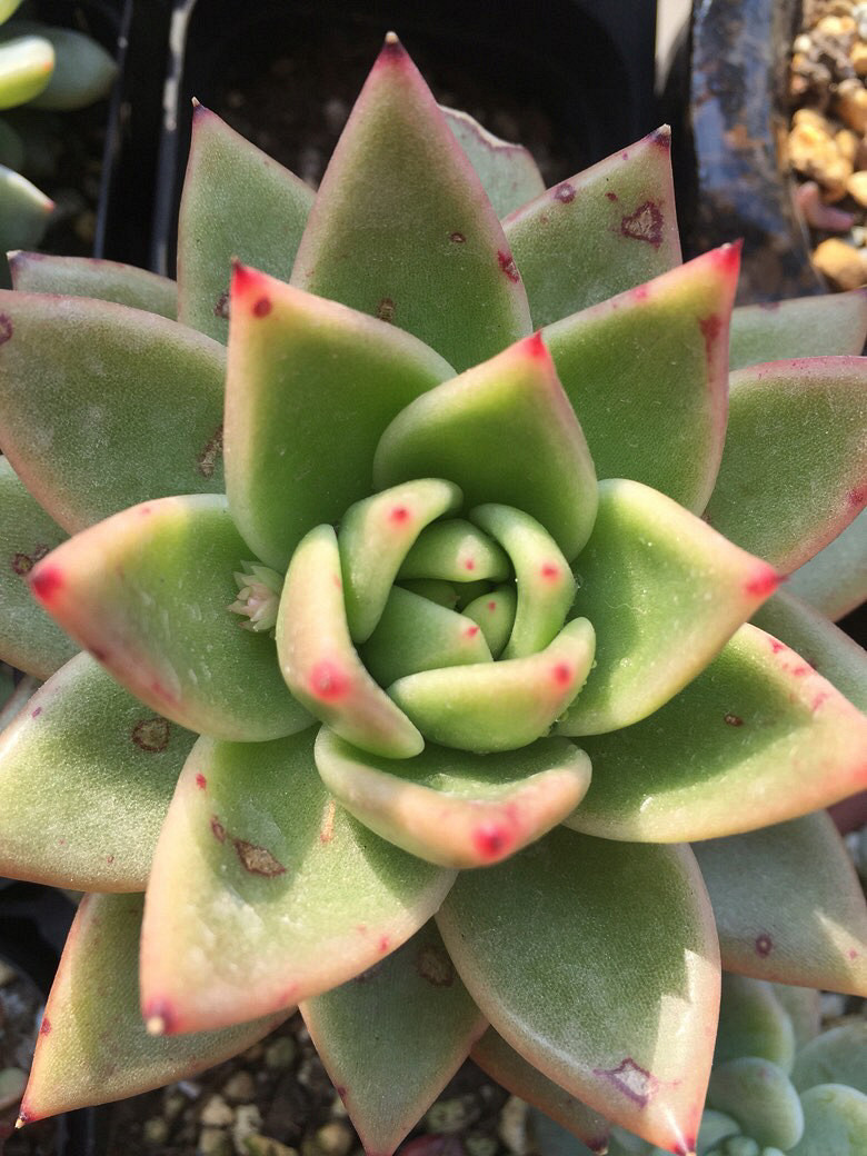 ����Ķ���������