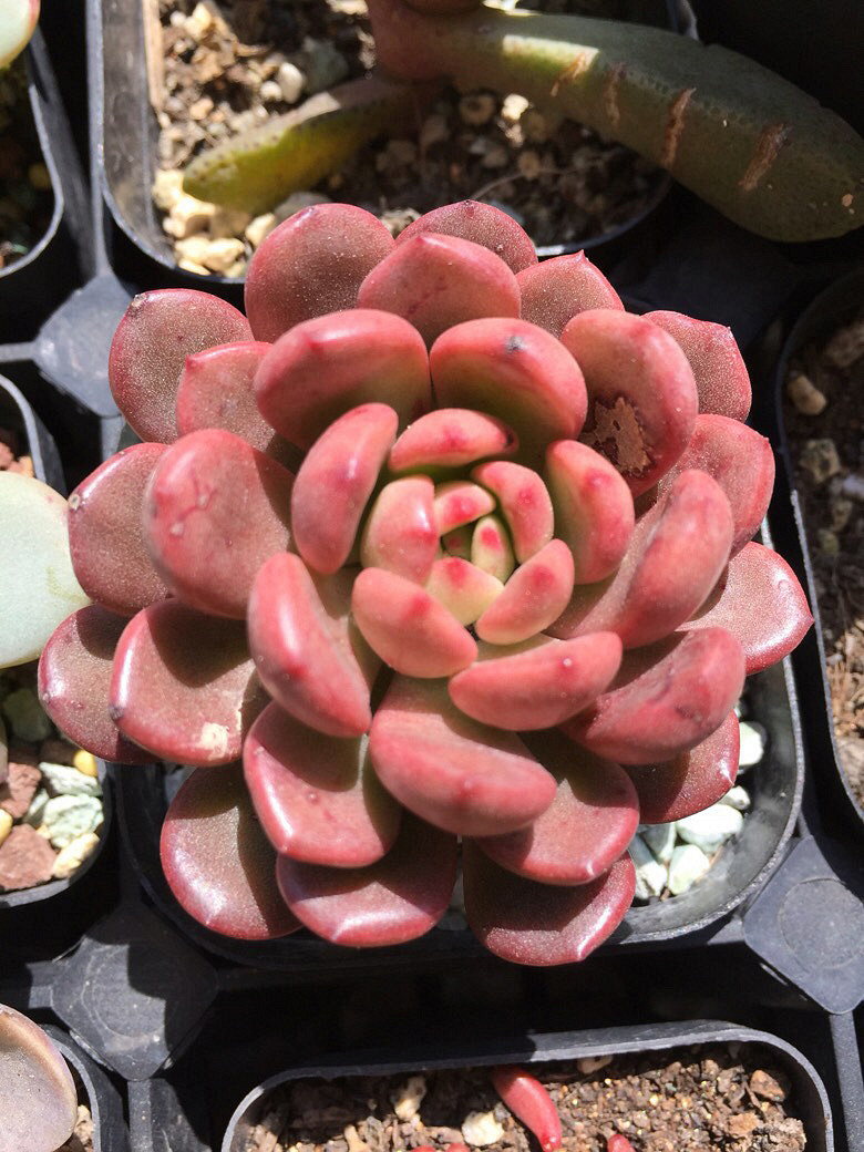 ����Ķ���������