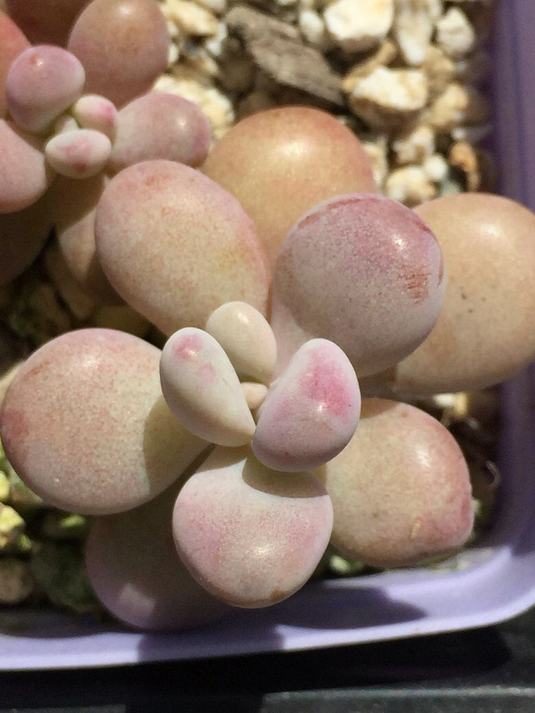 ����Ķ���������