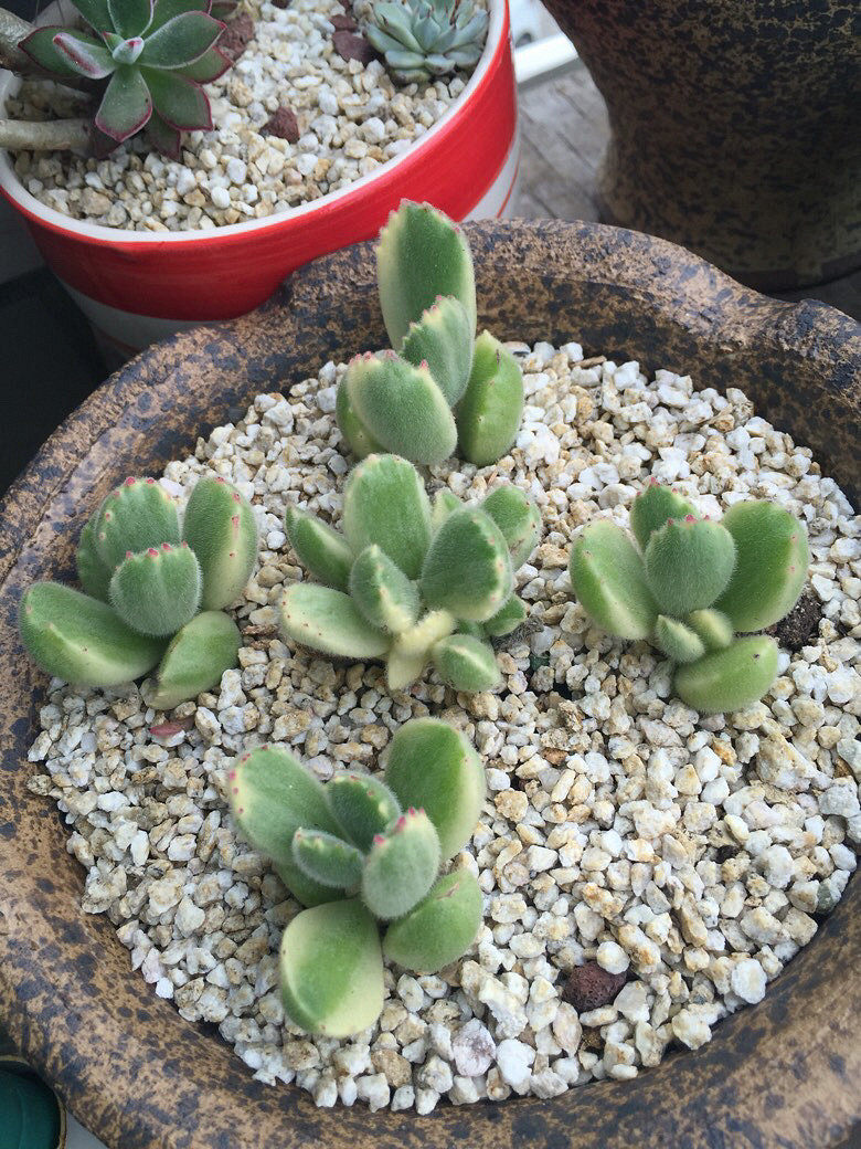 ����Ķ���������