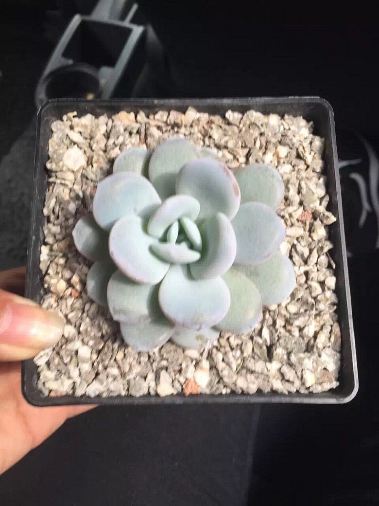 ����Ķ���������