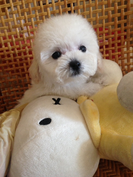 ����̩�����¼ң����������ϣ���������-��