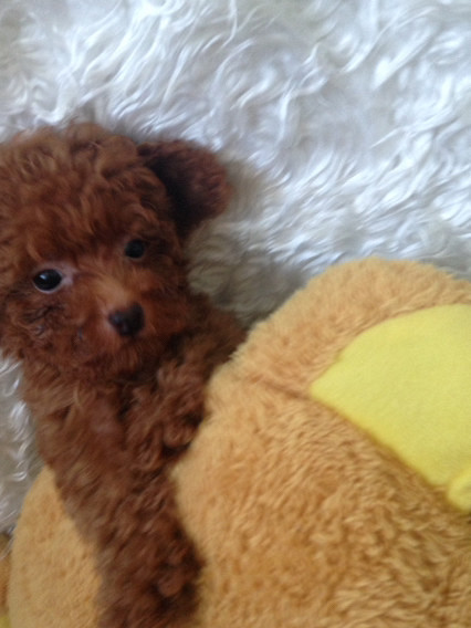 ����̩�����¼ң����������ϣ���������-��