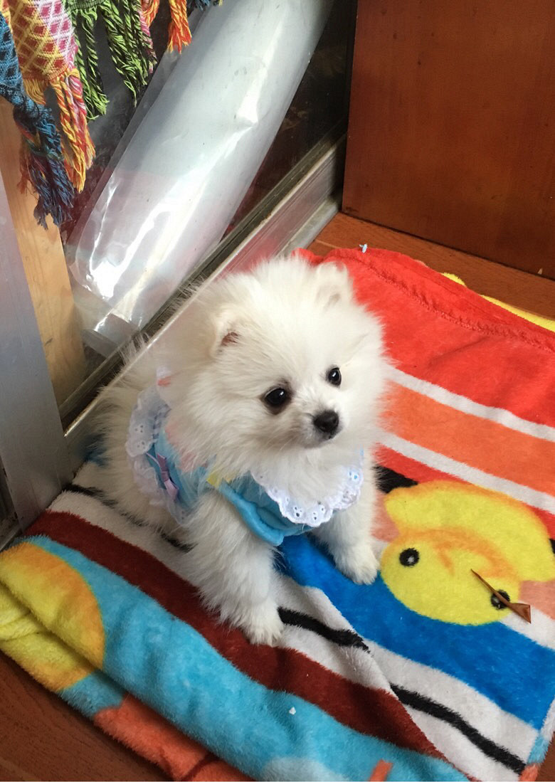 ��ĸ�����ߣ����������¡�����ʱһ�۾Ϳ�