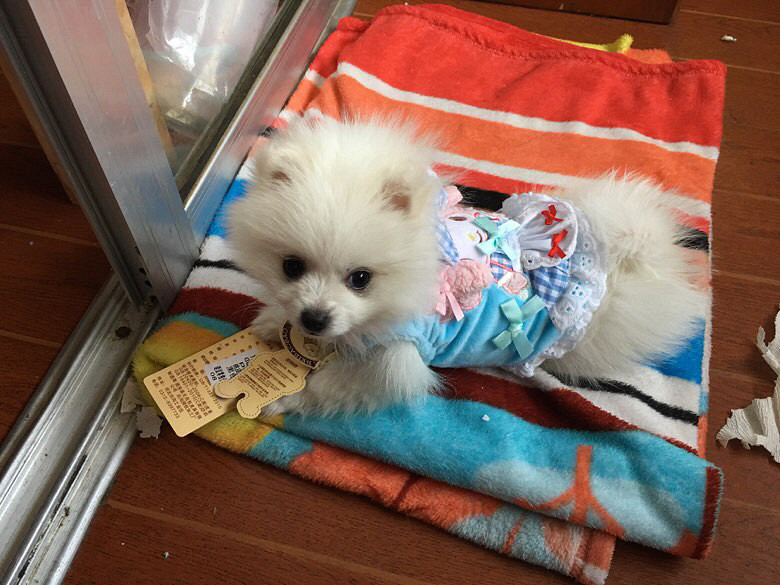 ��ĸ�����ߣ����������¡�����ʱһ�۾Ϳ�