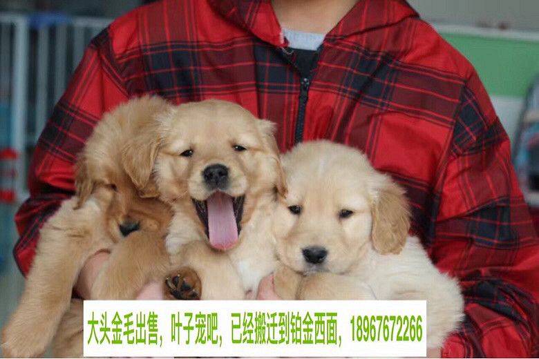 ����Ҷ�ӳ�ɳ��۸�Ʒ��С��ë��������һ��
