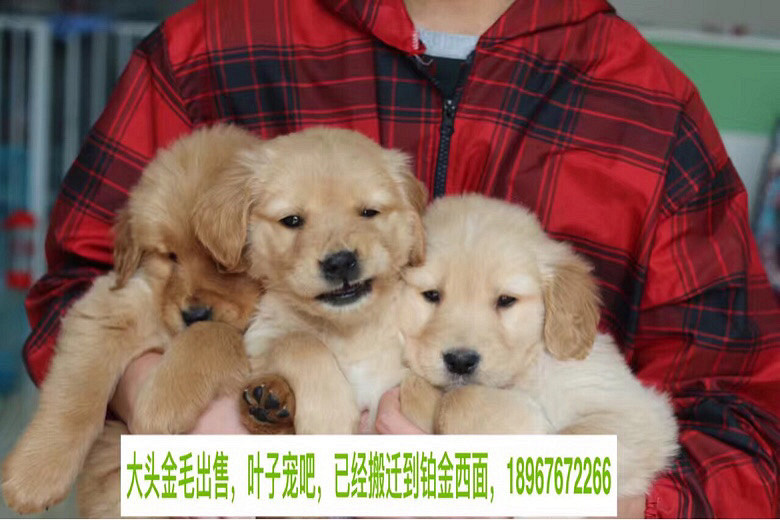 ����Ҷ�ӳ�ɳ��۸�Ʒ��С��ë��������һ��