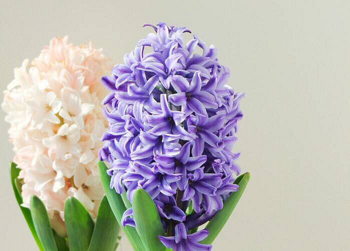 ��˵�еķ����ӣ�