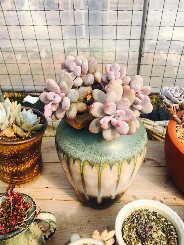 æ��͵�У�������һ��