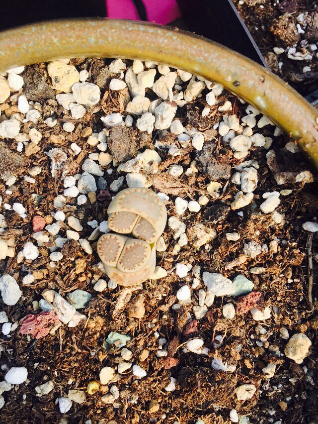 æ��͵�У�������һ��