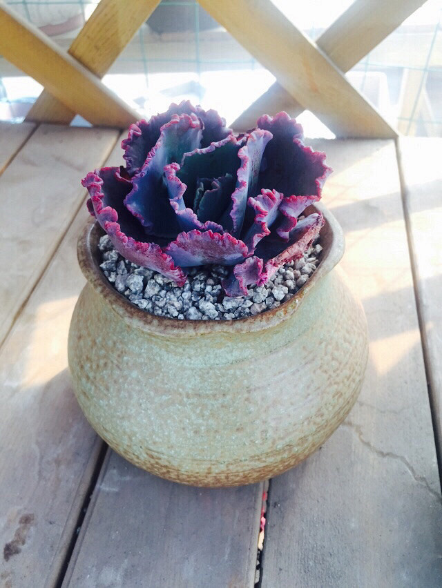 æ��͵�У�������һ��