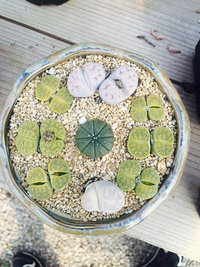 æ��͵�У�������һ��