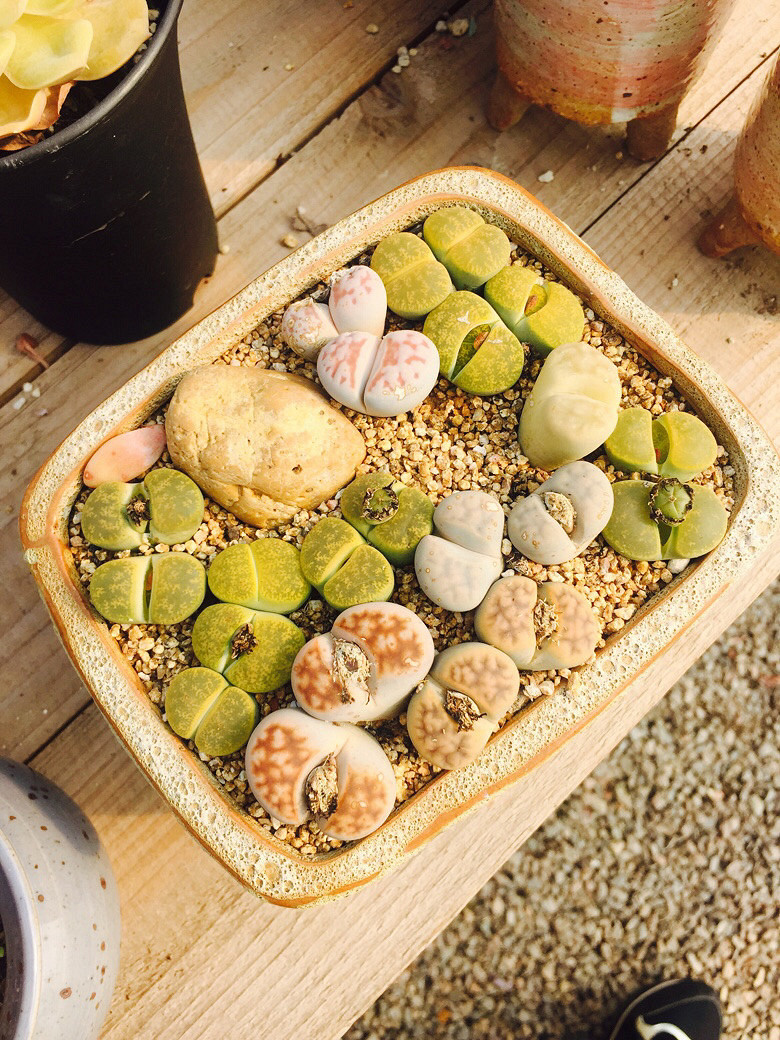 æ��͵�У�������һ��