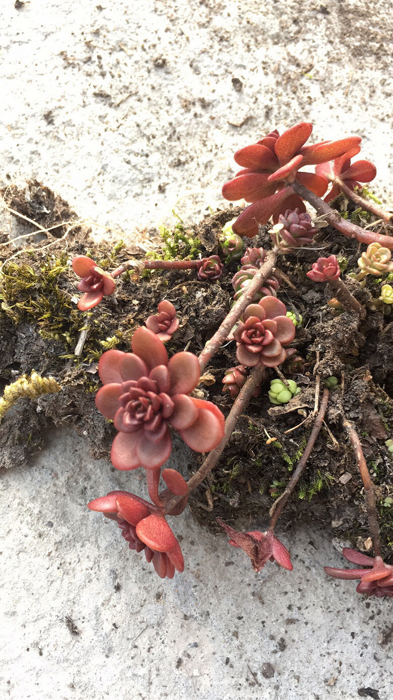 Ұ������ֲ��