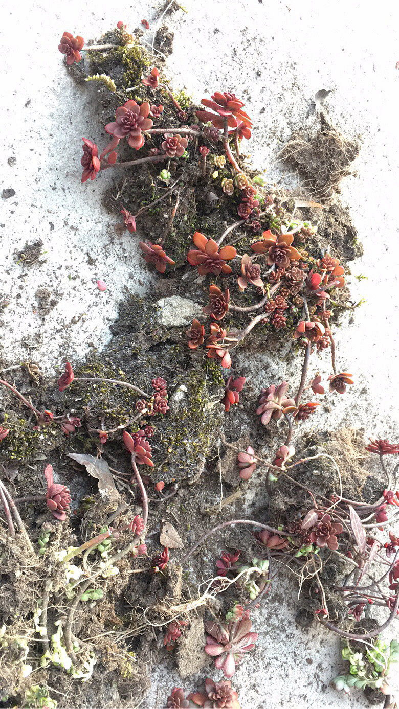 Ұ������ֲ��