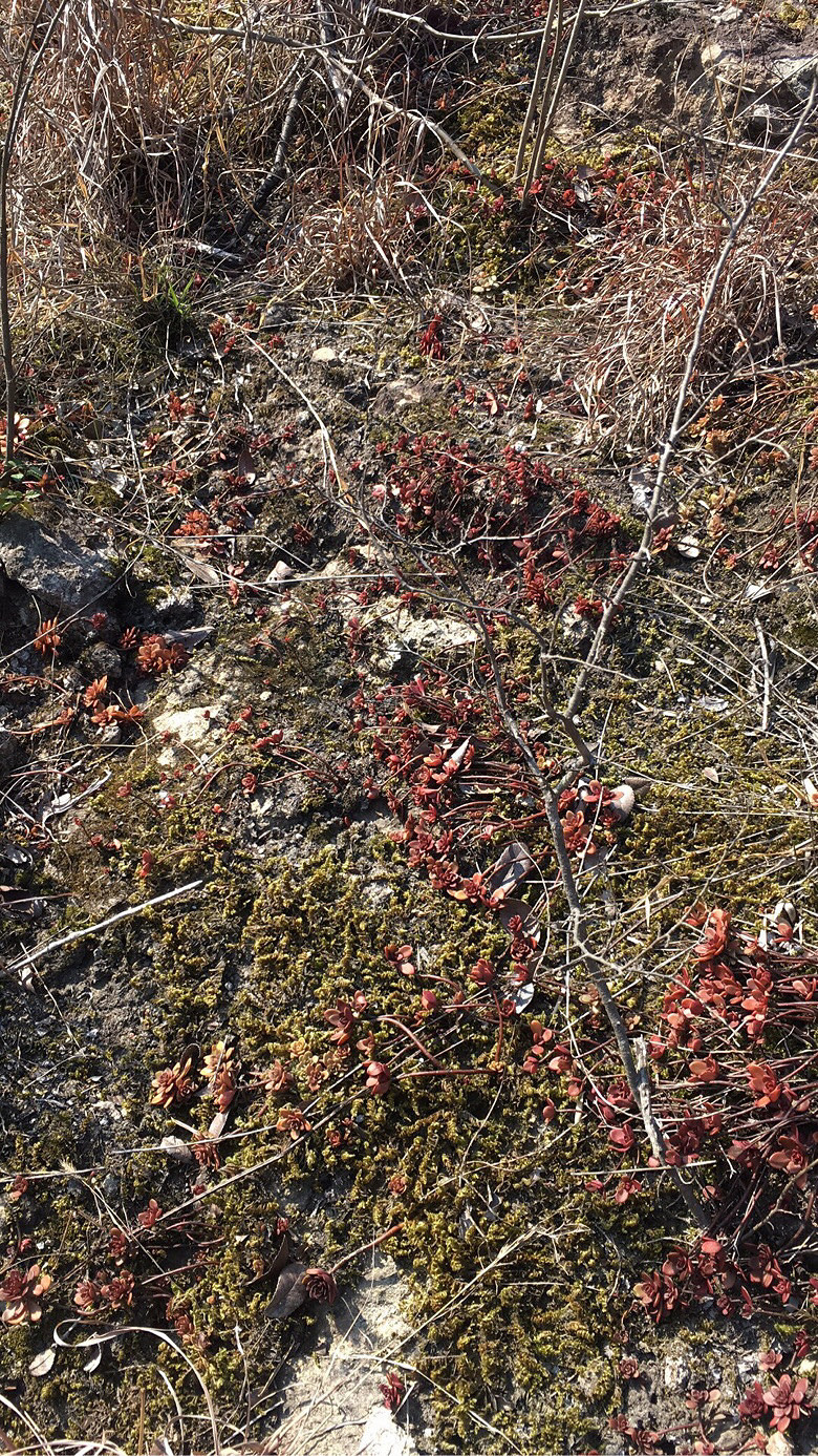 Ұ������ֲ��