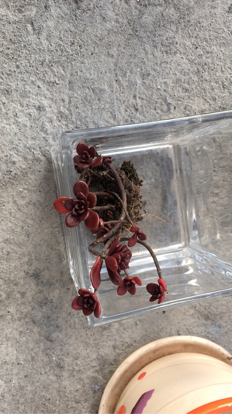 Ұ������ֲ��