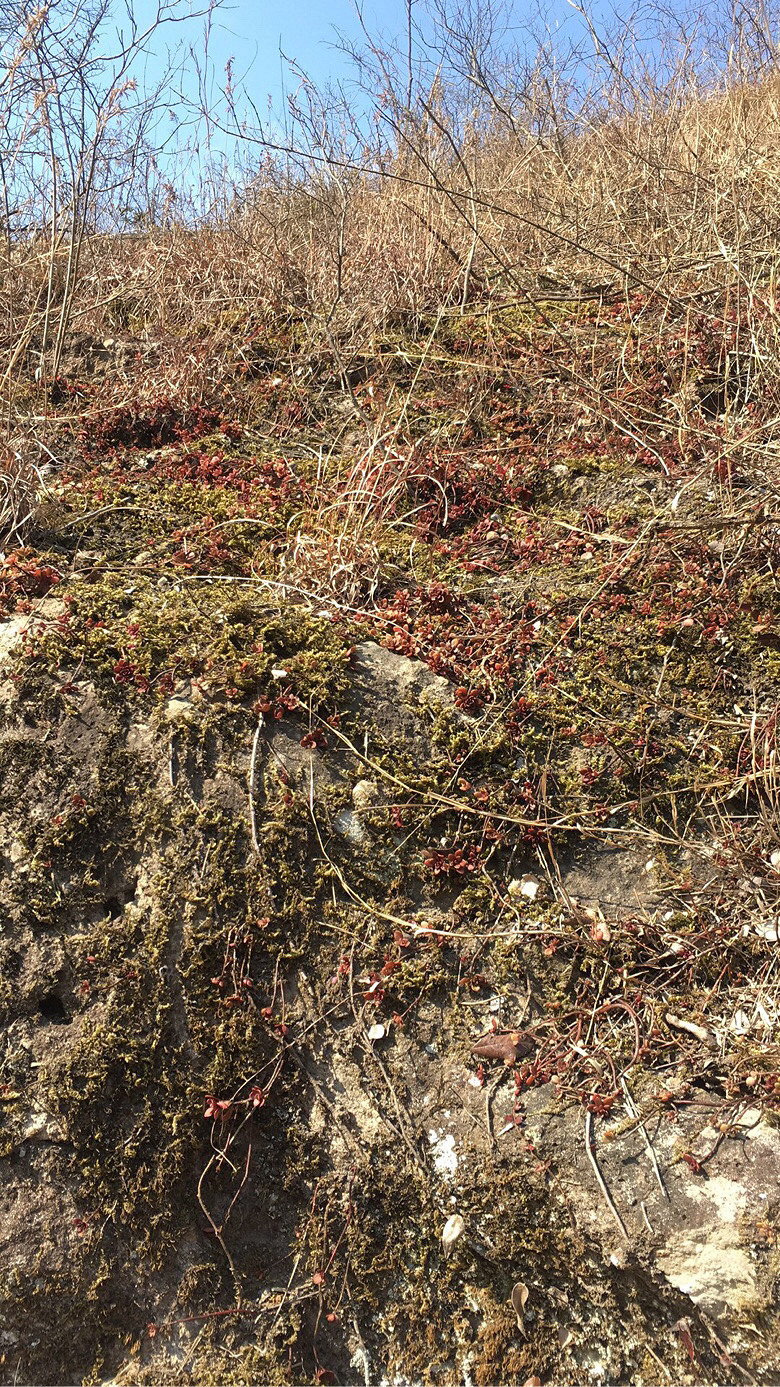 Ұ������ֲ��