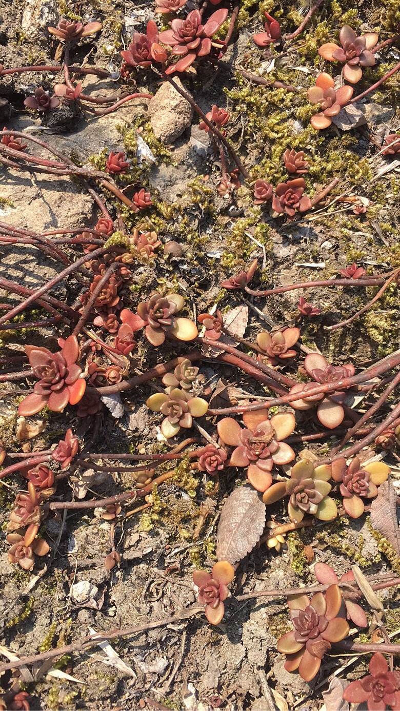 Ұ������ֲ��