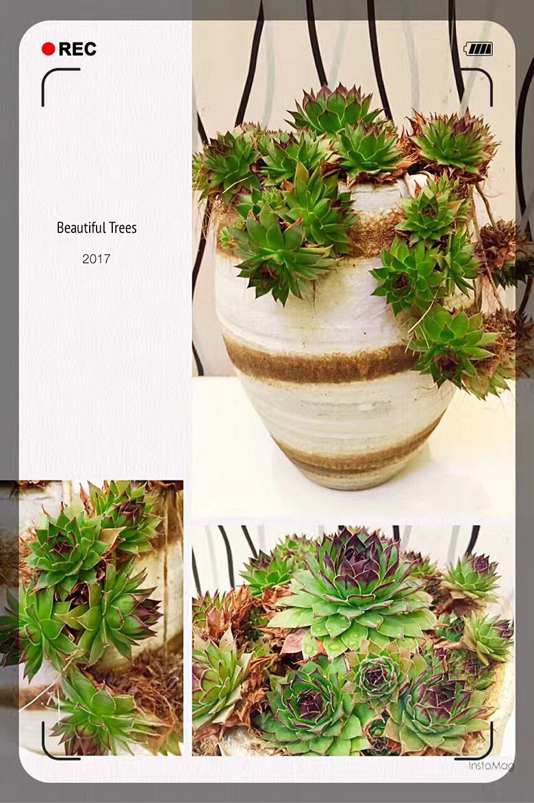 ���ı���