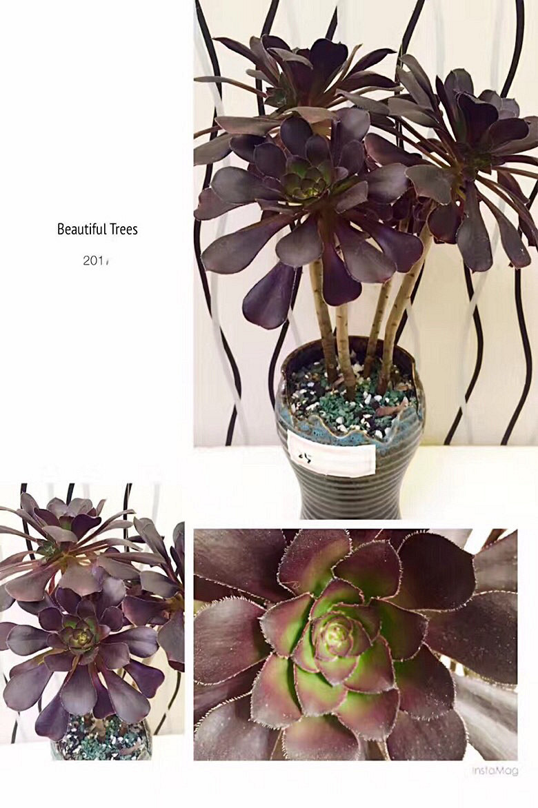 ���ı���