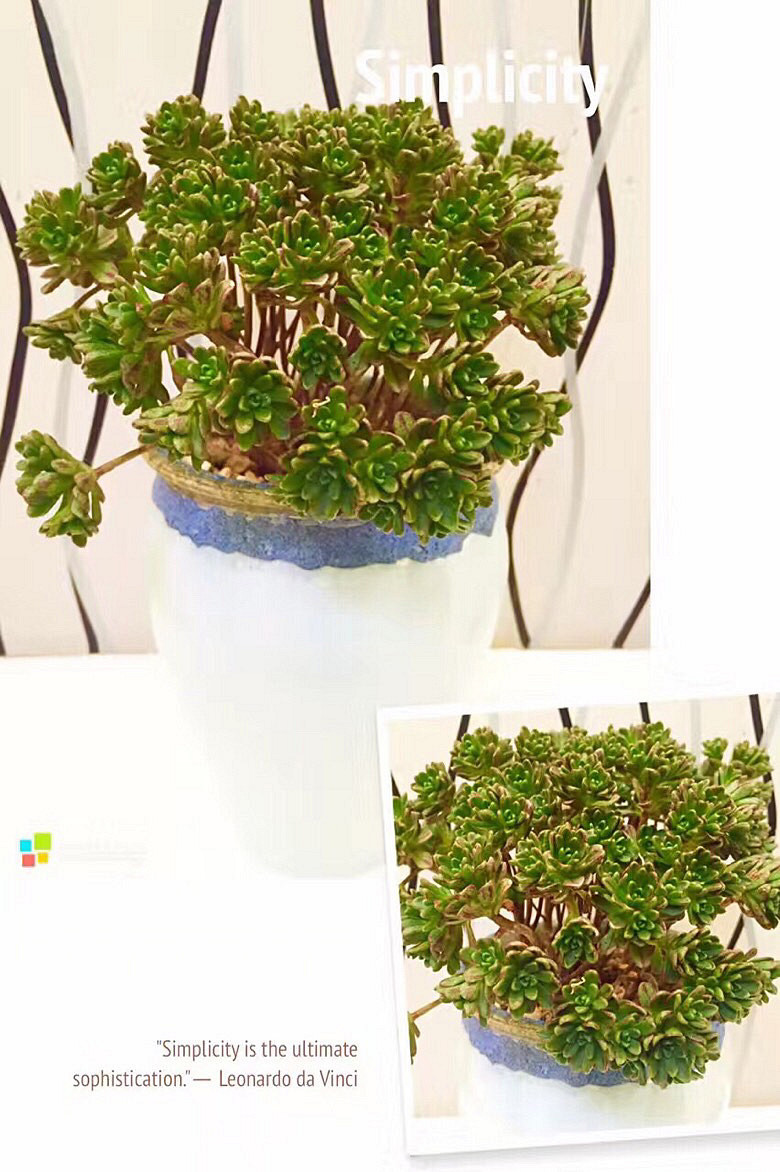 ���ı���