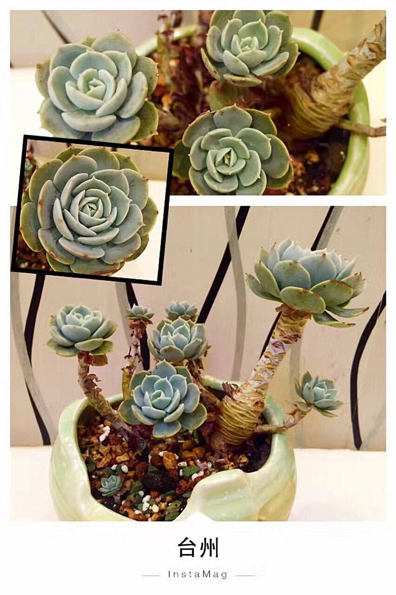 ���ı���